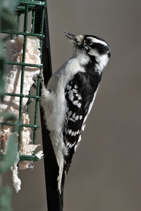 Downy Woodpecker