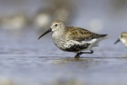 Dunlin