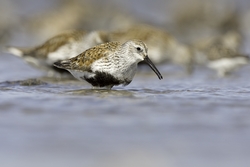 Dunlin