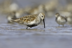 Dunlin