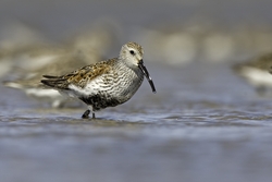 Dunlin