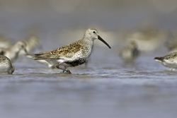 Dunlin