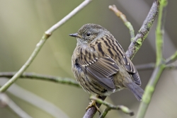 Dunnock