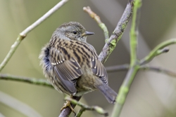 Dunnock