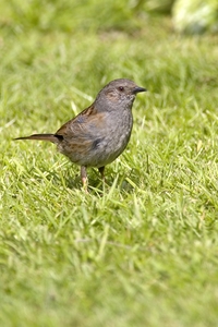 Dunnock