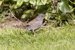 Dunnock