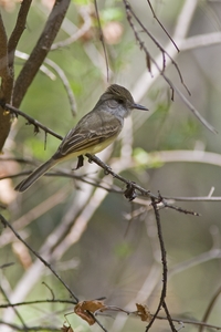 Dusky-capped Flycatcher