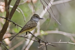 Dusky-capped Flycatcher