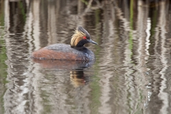 Eared Grebe