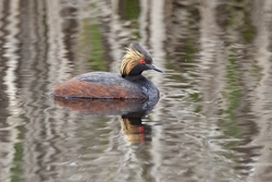 Eared Grebe