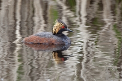 Eared Grebe