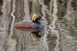 Eared Grebe