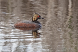Eared Grebe