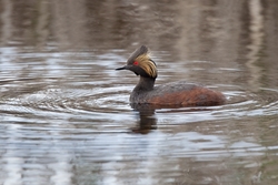 Eared Grebe