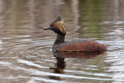 Eared Grebe