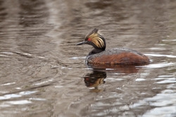 Eared Grebe