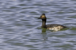 Eared Grebe