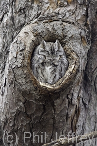 Eastern Screech-Owl