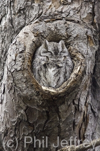 Eastern Screech-Owl