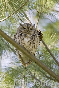 Eastern Screech-Owl