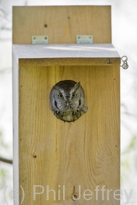 Eastern Screech-Owl