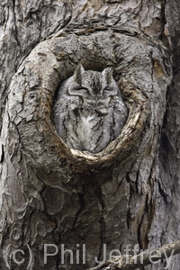 Eastern Screech-Owl