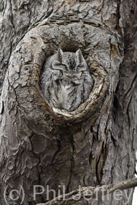 Eastern Screech-Owl