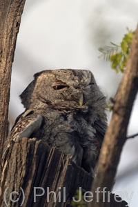 Eastern Screech-Owl