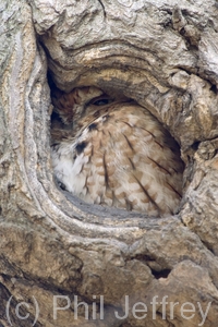 Eastern Screech-Owl