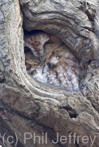 Eastern Screech-Owl