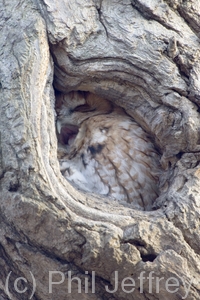 Eastern Screech-Owl