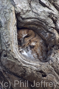 Eastern Screech-Owl