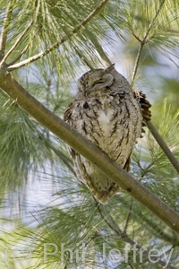 Eastern Screech-Owl