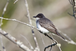 Eastern Kingbird