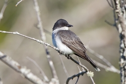 Eastern Kingbird