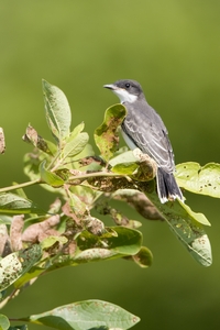 Eastern Kingbird