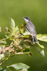 Eastern Kingbird