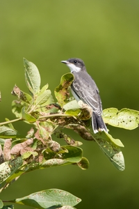 Eastern Kingbird