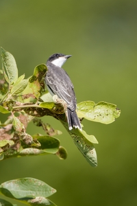Eastern Kingbird