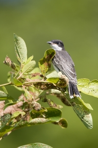 Eastern Kingbird