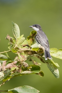 Eastern Kingbird