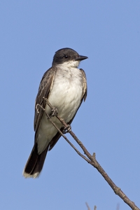 Eastern Kingbird