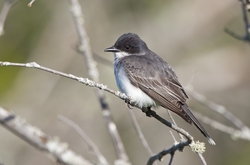 Eastern Kingbird