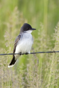 Eastern Kingbird
