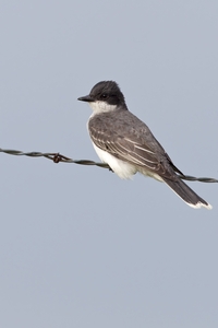 Eastern Kingbird