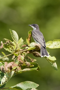 Eastern Kingbird