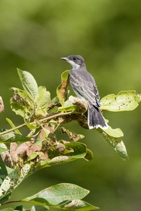 Eastern Kingbird