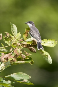 Eastern Kingbird
