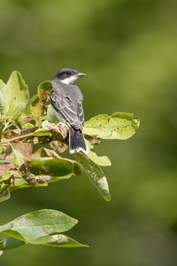 Eastern Kingbird