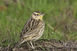Eastern Meadowlark